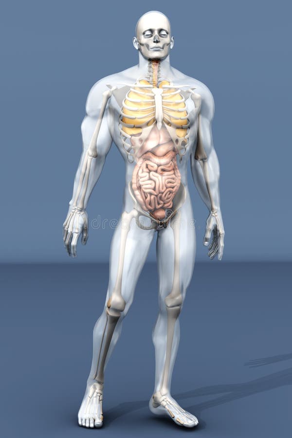 body visualizer 3d body visualizer 3d