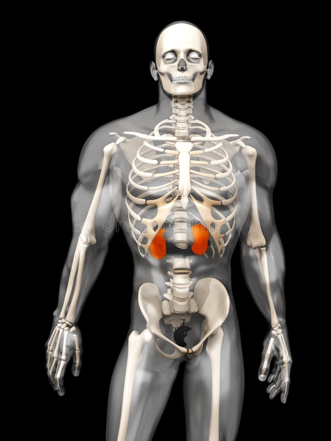 Human Male Kidneys Anatomy stock illustration. Illustration of biology