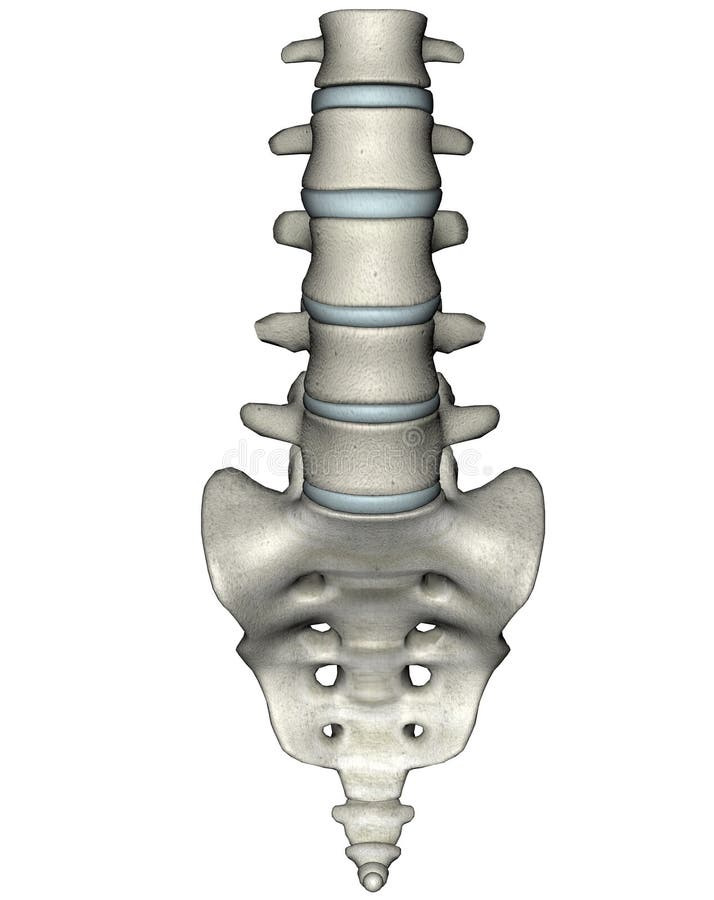 Human anterior lumbosacral spine stock illustration