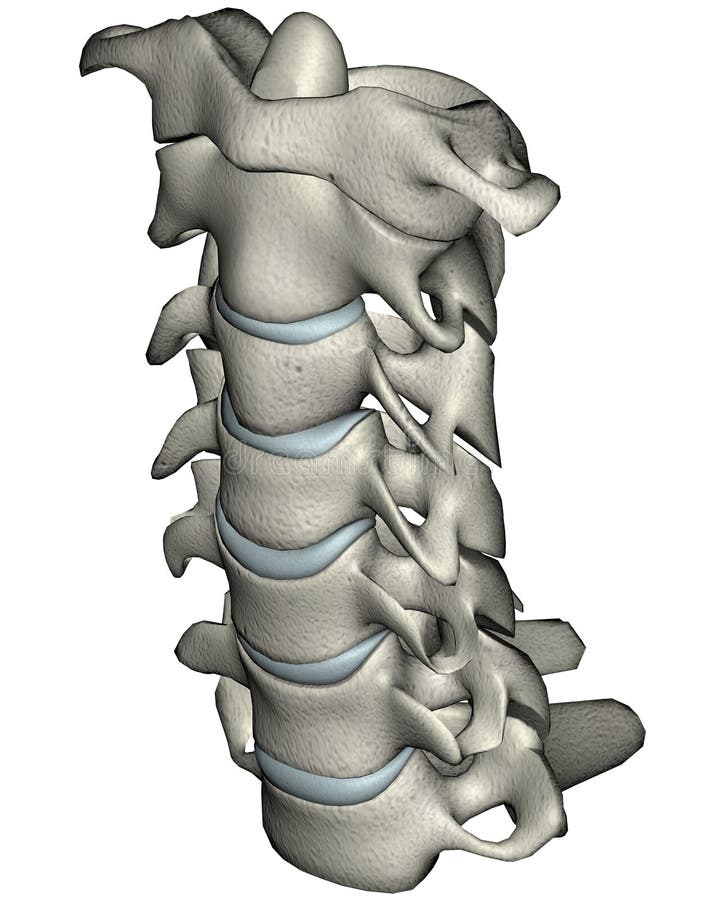 Uomo cervicale colonna vertebrale (collo) davanti obliquo anatomico  tridimensionale illustrazioni su bianco.