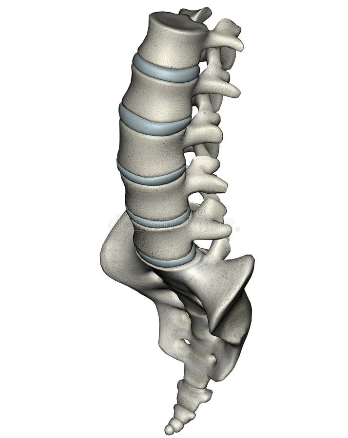 Uomo lombosacrale colonna vertebrale davanti obliquo anatomico  tridimensionale illustrazioni su bianco.