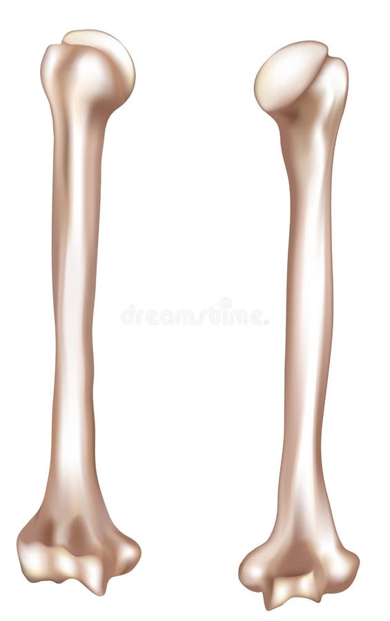 Human arm bone- humerus