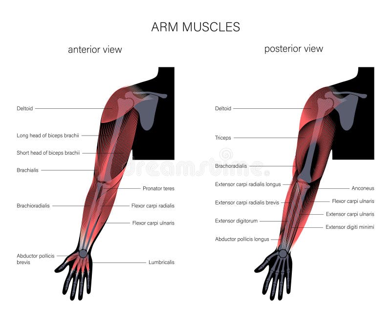 Biceps and triceps anatomy stock vector. Illustration of strength -  220110906