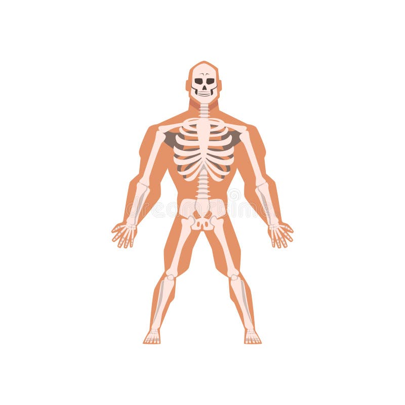 Human Biological Skeletal System, Anatomy Of Human Body Vector ... Biology Diagrams