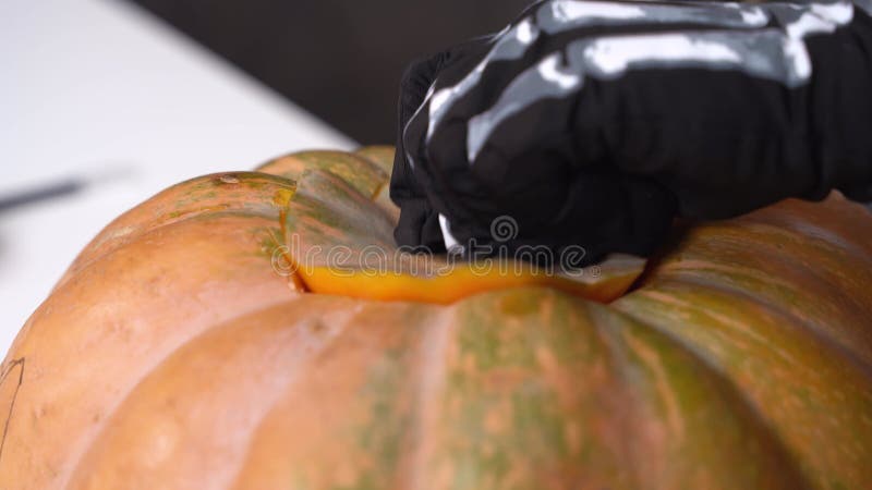 Human in black latex gloves cuts up pumpkin to prepare seasonal dish or make jack-o-lantern to decorate house for stock footage