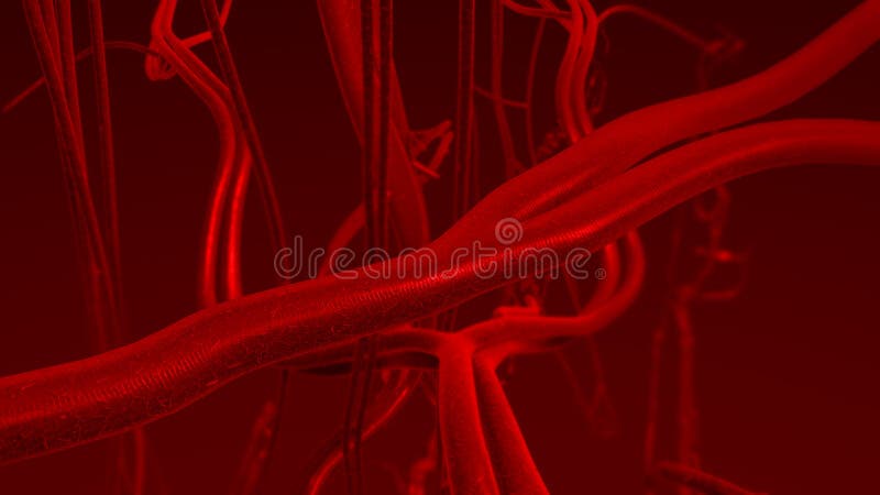 3D vykreslený obraz ľudskej krvi tepny a žily.