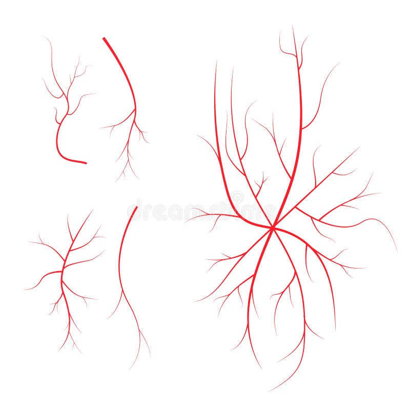 Human blood veins, red vessels on black background