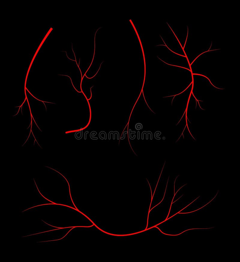 Human Blood Veins, Red Vessels on Black Background Stock Vector