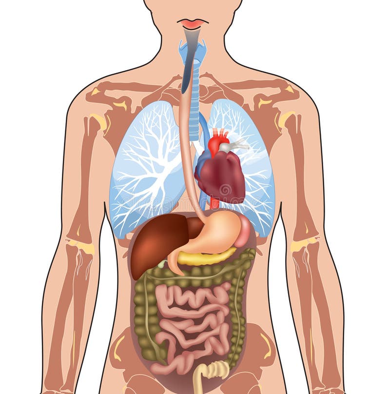 Corpo Umano Anatomia.