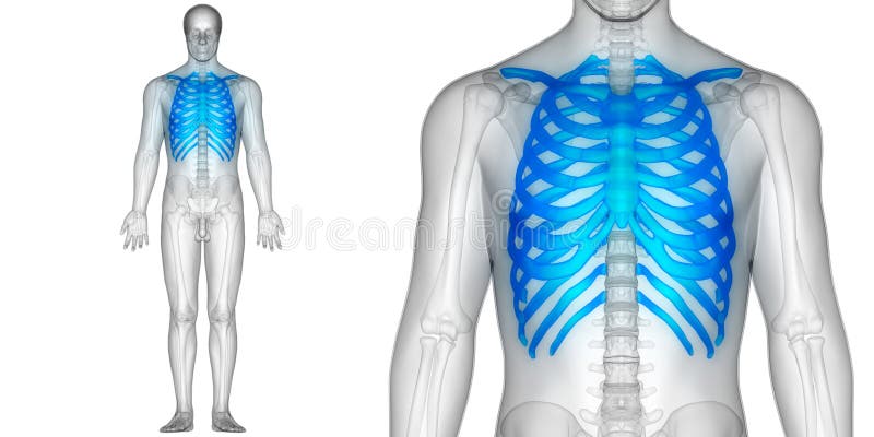 Human Anatomy Ribs Pictures - Rib Cage Anatomy Images Stock Photos Vectors Shutterstock - Human ribs male vs female, false ribs, human ribs pain, tubercle of rib, atypical ribs, rib cage diagram, rib cage anatomy, floating ribs.