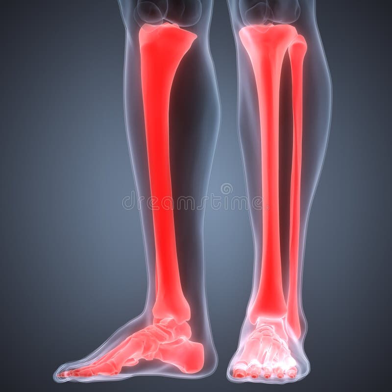 Human Body Bone Joint Pains (Foot Joints and Bones) Stock Illustration