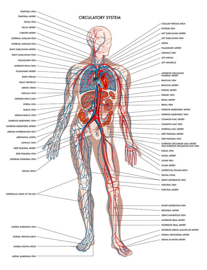 Human body circulatory system