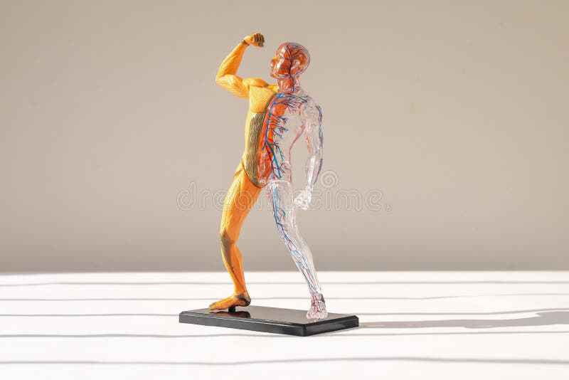 512 Body Systems Photos - Free & Royalty-Free Stock Photos from Dreamstime