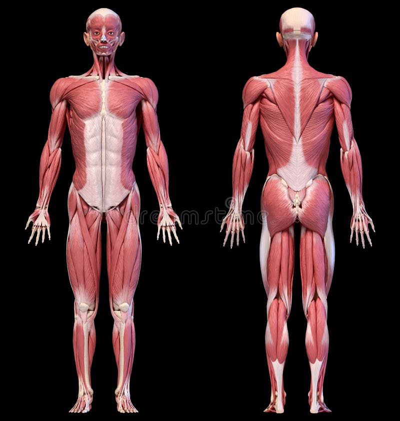 Human Body, Full Figure Male Muscular System, Front And ...