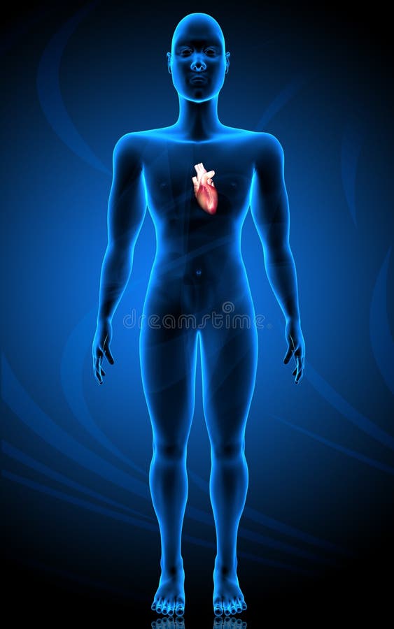 Human body and heart vector illustration