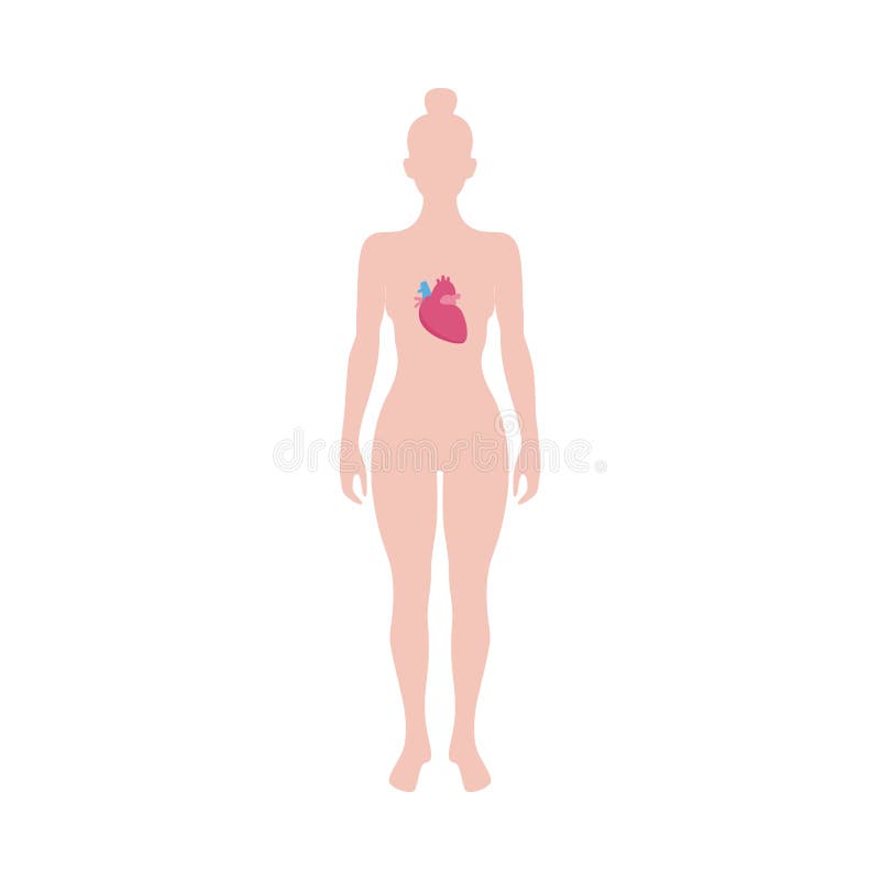 Human Body With Heart Inside Medicine Diagram Of Standing Woman Stock Vector Illustration Of Cardiac Biology 171798605