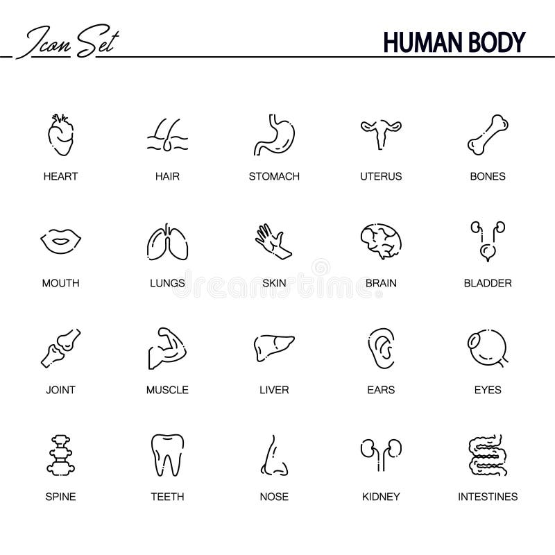 female breast icon. Human organs element icon. Premium quality graphic  design icon. Baby Signs, outline symbols collection icon for websites, web  design, mobile app Stock Vector