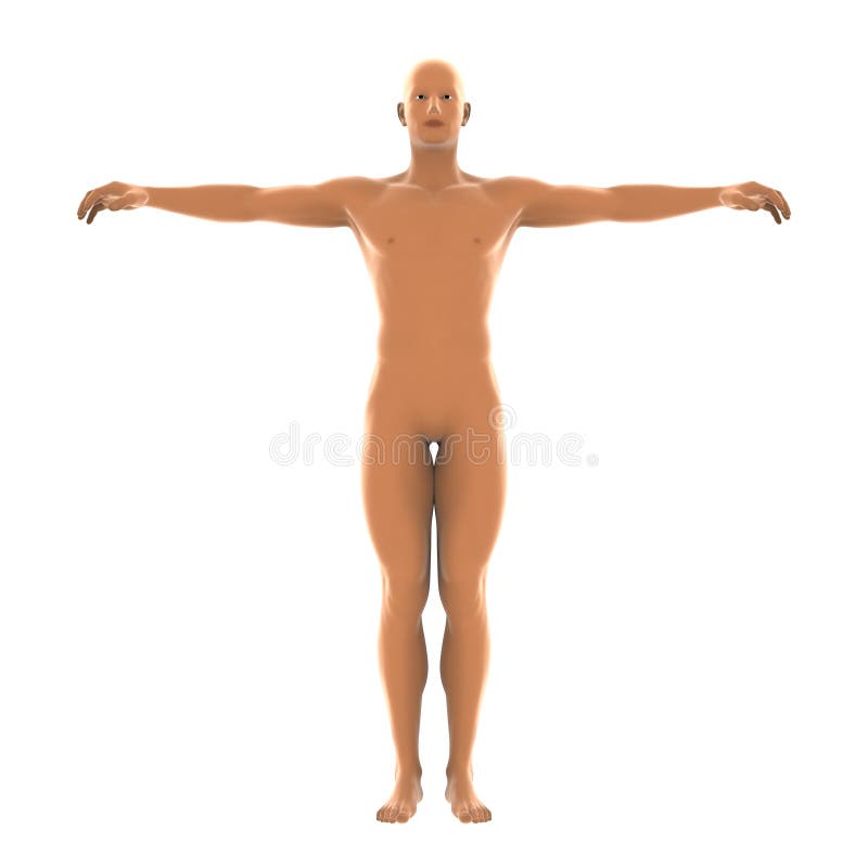 Human body stock illustration