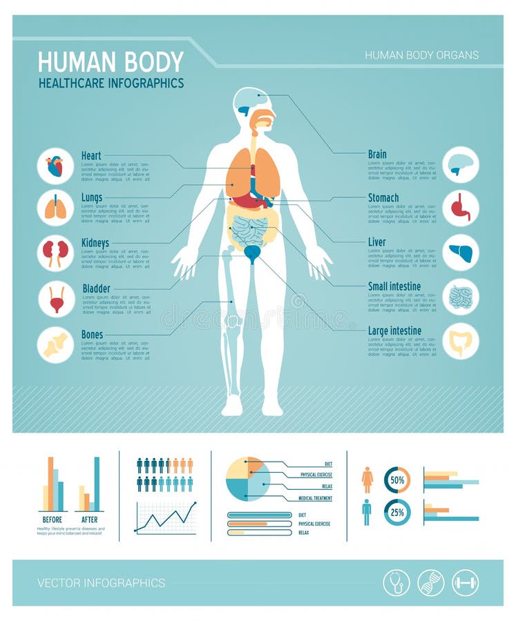 1+ Anatomical charts Free Stock Photos Biology Diagrams