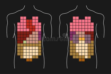 Posterior Views Stock Illustrations – 33 Posterior Views Stock ... Biology Diagrams