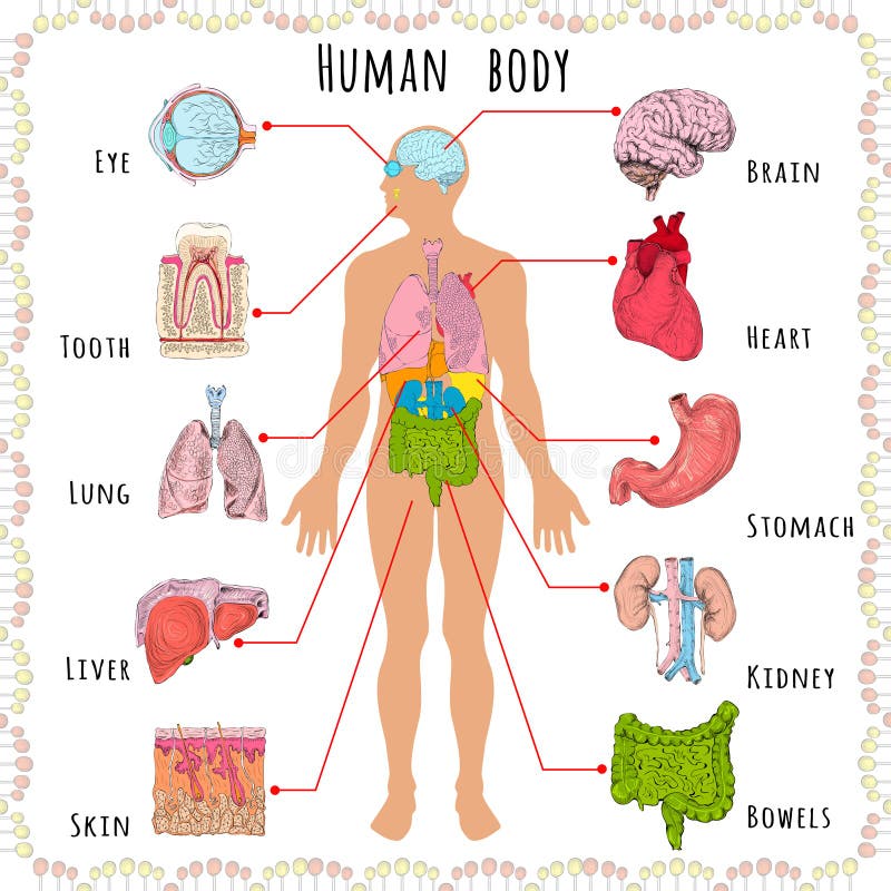 Hombre cuerpo médico infografias persona silueta a autoridades ilustraciones.