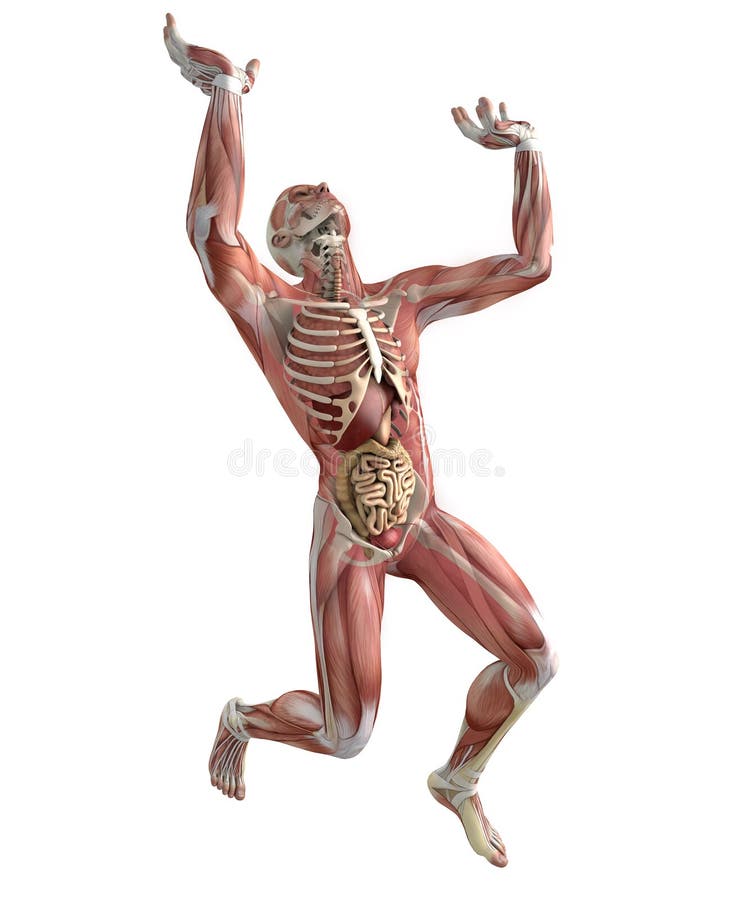 Human Body Muscular System Weightlifting Lifting Anatomy Stock Illustration Illustration Of Musculoskeletal Lift 73965249
