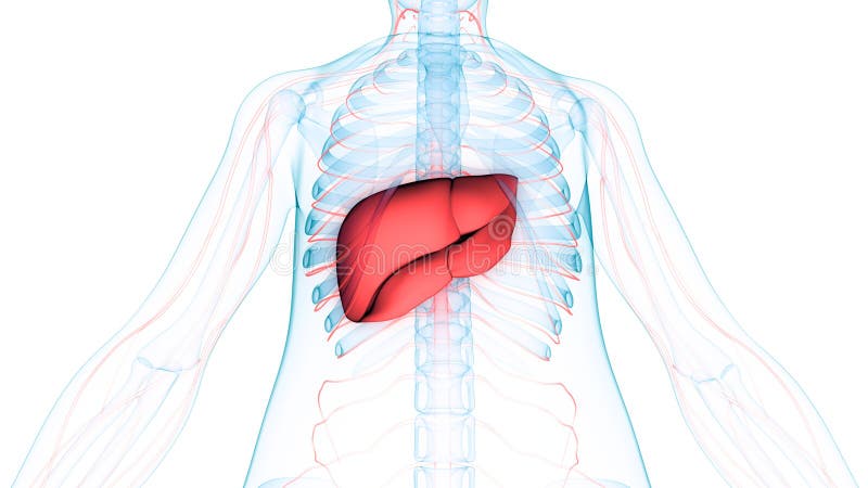 Human Body Organs Anatomy & x28;Liver with nervous system& x29