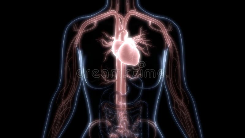 Cardiovascular Human Stock Illustrations – 14,381 Cardiovascular Human  Stock Illustrations, Vectors & Clipart - Dreamstime