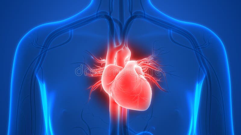 Circulatory System Stock Illustrations – 9,663 Circulatory System Stock Illustrations, Vectors & Clipart - Dreamstime Circulatory System Stock Illustrations – 9,663 Circulatory System Stock Illustrations, Vectors & Clipart - Dreamstime