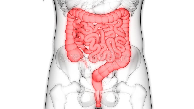 Human Intestines Chart