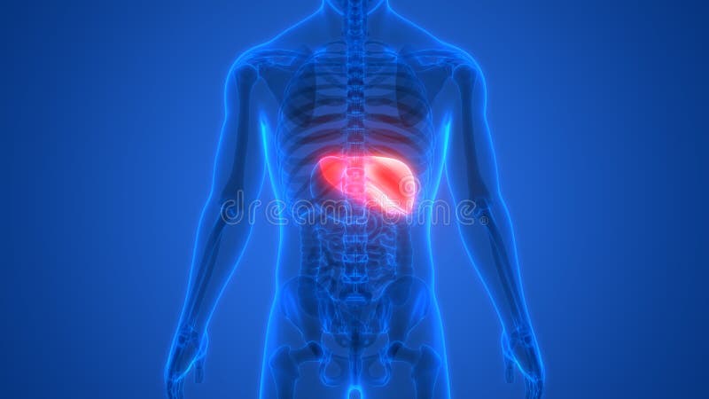 Human Body Organs Digestive System Liver Anatomy Stock Illustration ...