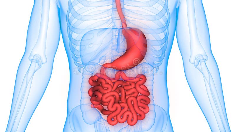 Human Intestines Chart