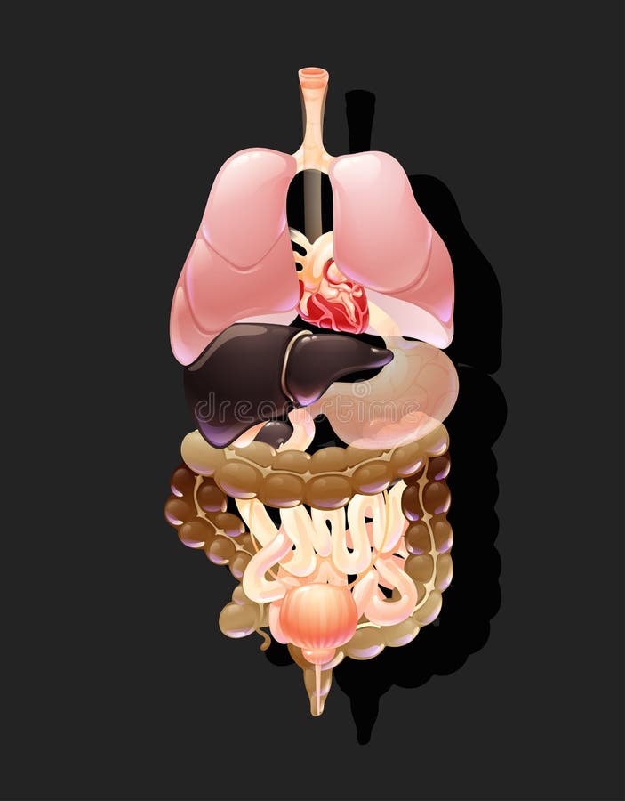 Location Organs in Male Body. Physiological Structure Diagram of Brain