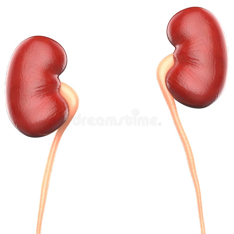 Human Body Organs (Kidneys) Stock Illustration - Illustration of ...