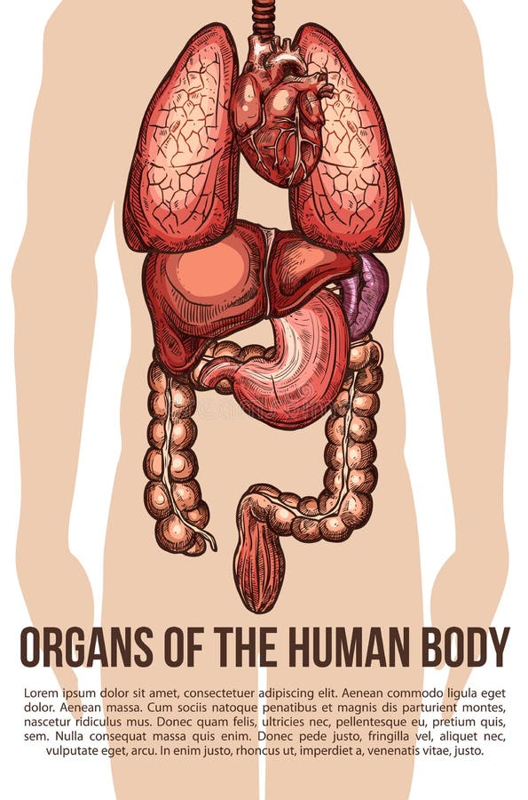 Human organs body system vector sketch poster royalty free illustration Human organs body system vector sketch poster royalty free illustration