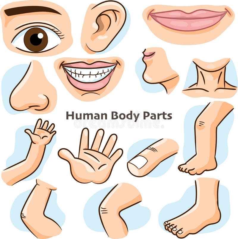 Human body parts - Vector Illustration. | Stock Images Page | Everypixel