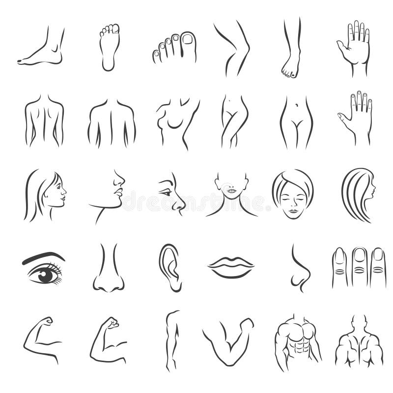 Body parts - pencil drawings converted into set Vector Image-saigonsouth.com.vn