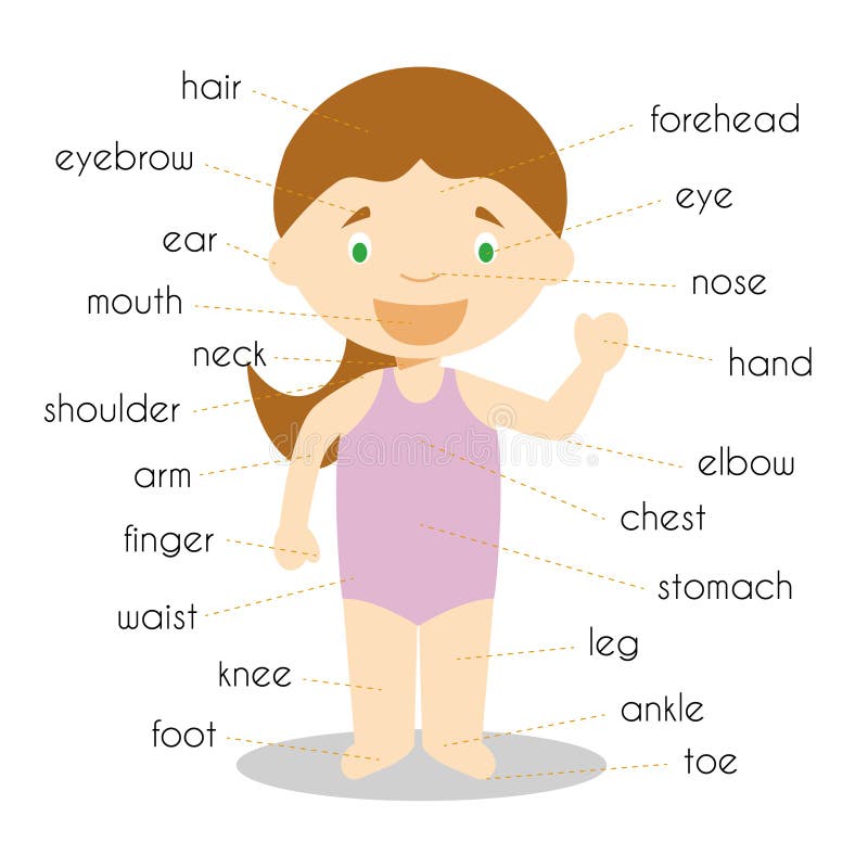 Body Parts Name in English with Pictures  Human body parts, Human body  vocabulary, Body parts