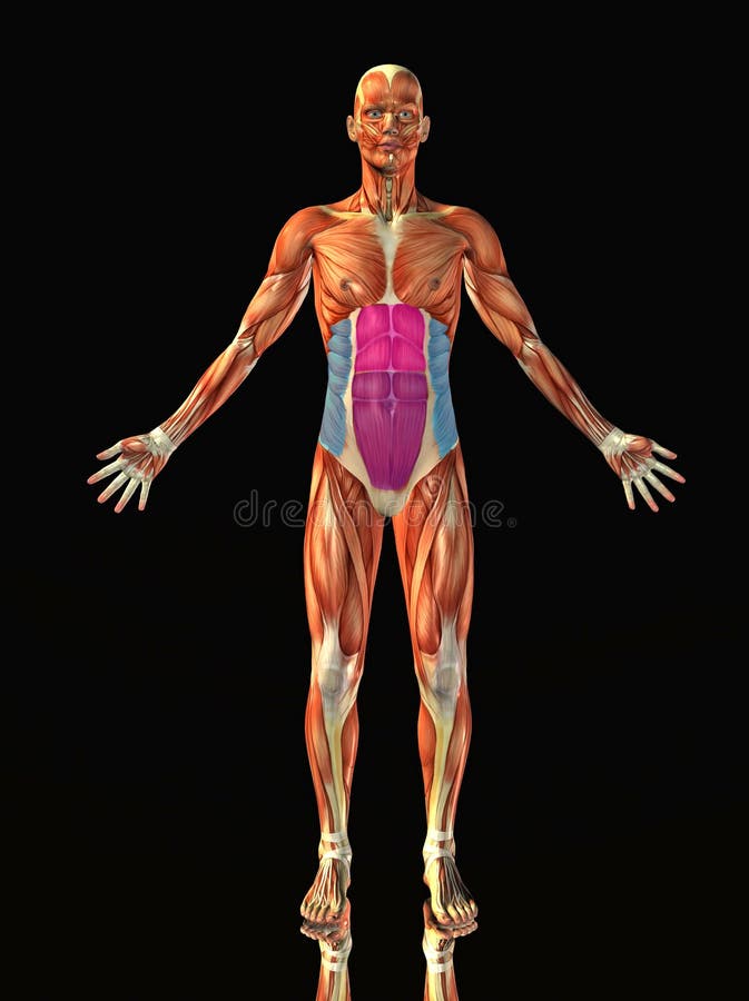 human anatomy muscles abdominals