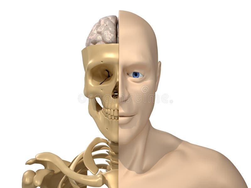 Human body, skeleton and brain