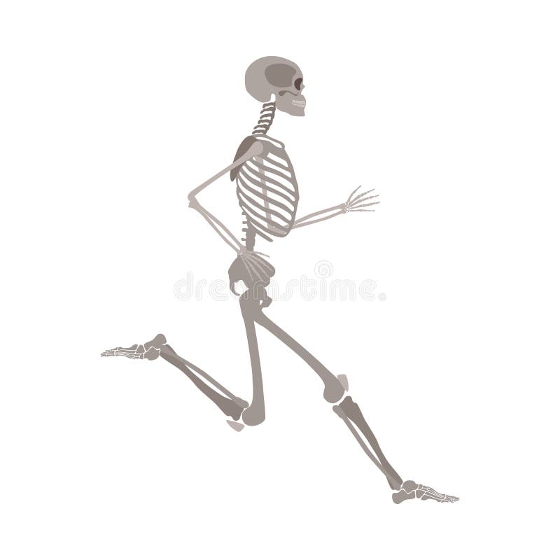Human body skeleton running flat vector isolated on white background. vector illustration Human body skeleton running flat vector isolated on white background. vector illustration