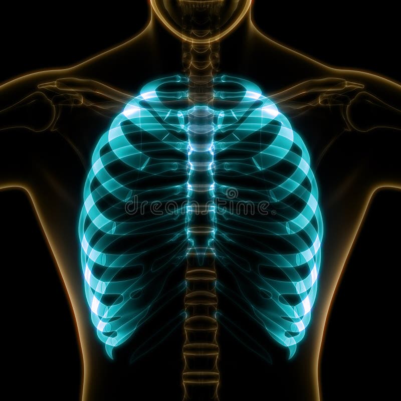 Human Body Skeleton System Rib Cage Anatomy Stock Illustration
