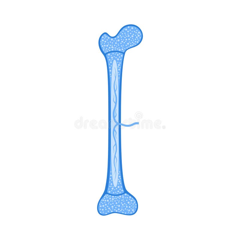 Human Bone Anatomy Stock Vector Illustration Of Healthy 182790571