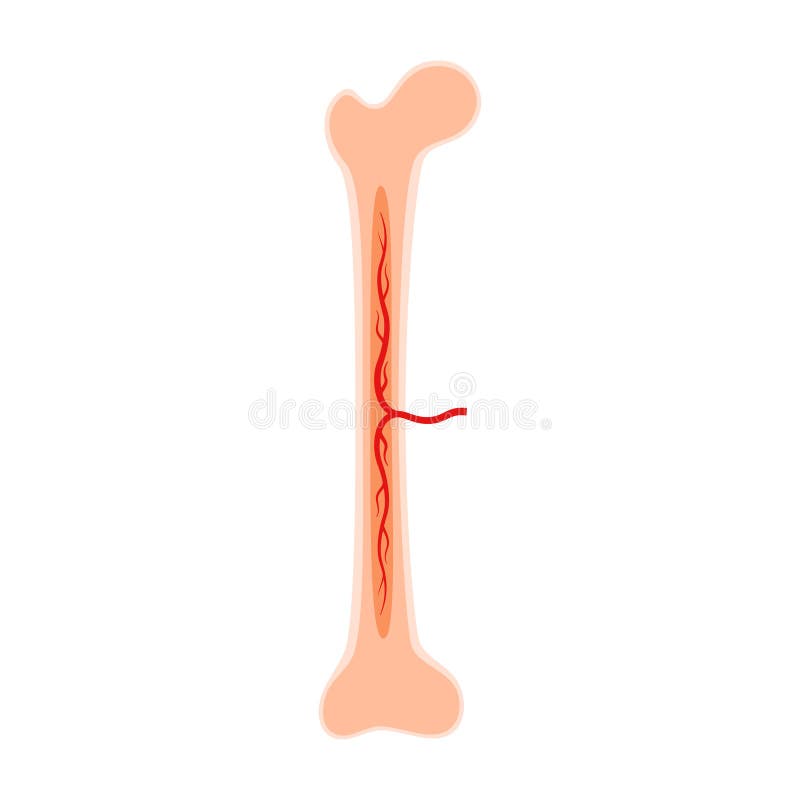 Anatomy of Long Bone Marrow Basics, Internal Organs Body Part Orthopedic  Health Care Stock Vector - Illustration of graphic, human: 189208375