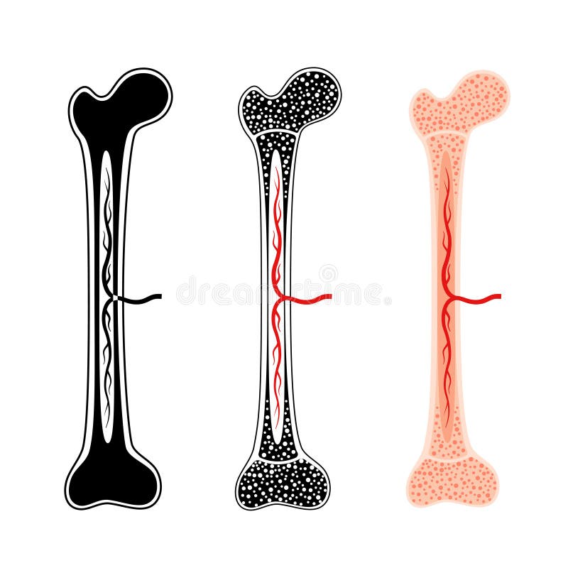 Long Bone Diagram Inside : The bones - Cancer Information - Macmillan