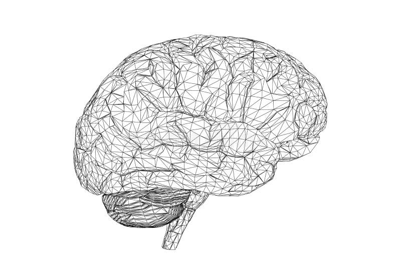 Brain 265. Мозг 3д иллюстрация. Stone Brain.