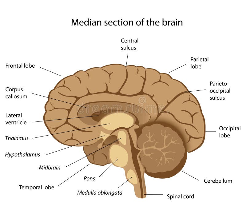 Human brain anatomy vector illustration Human brain anatomy vector illustration