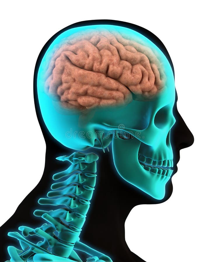Human Brain Anatomy stock illustration. Illustration of anatomy - 32455743