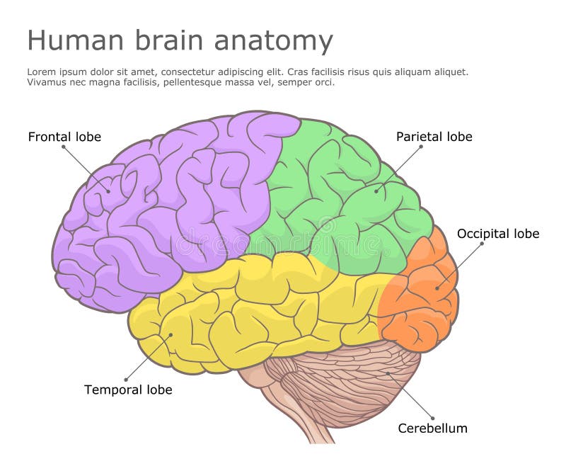 Basic Anatomy Of The Brain