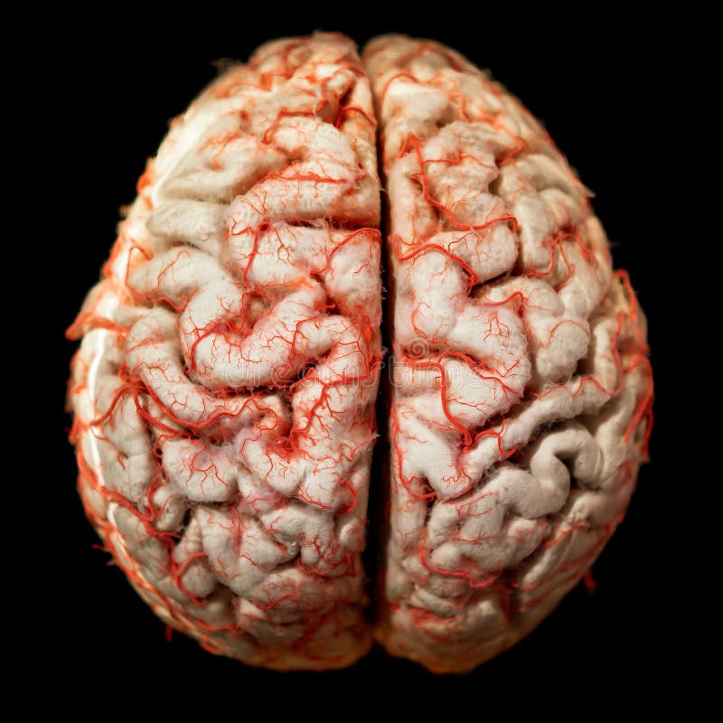 Featured image of post Real Brain Wallpaper Use them in commercial designs under lifetime perpetual worldwide rights